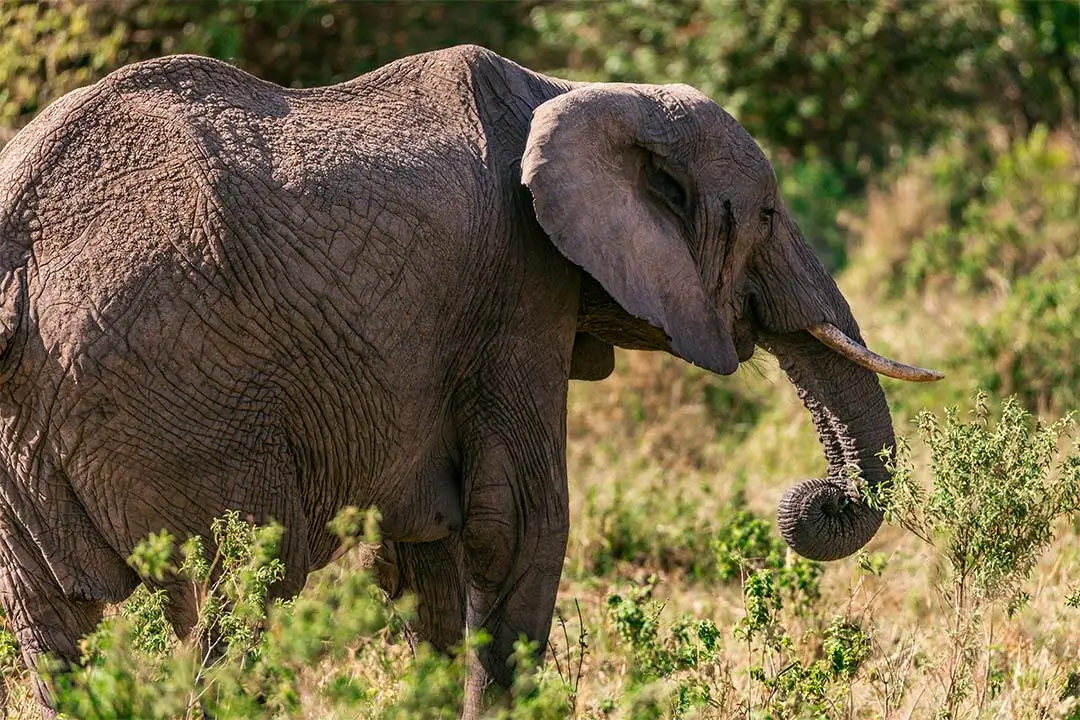 Bush Elephant